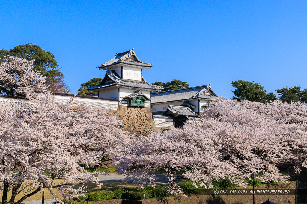 金沢城の桜・石川門・石川櫓