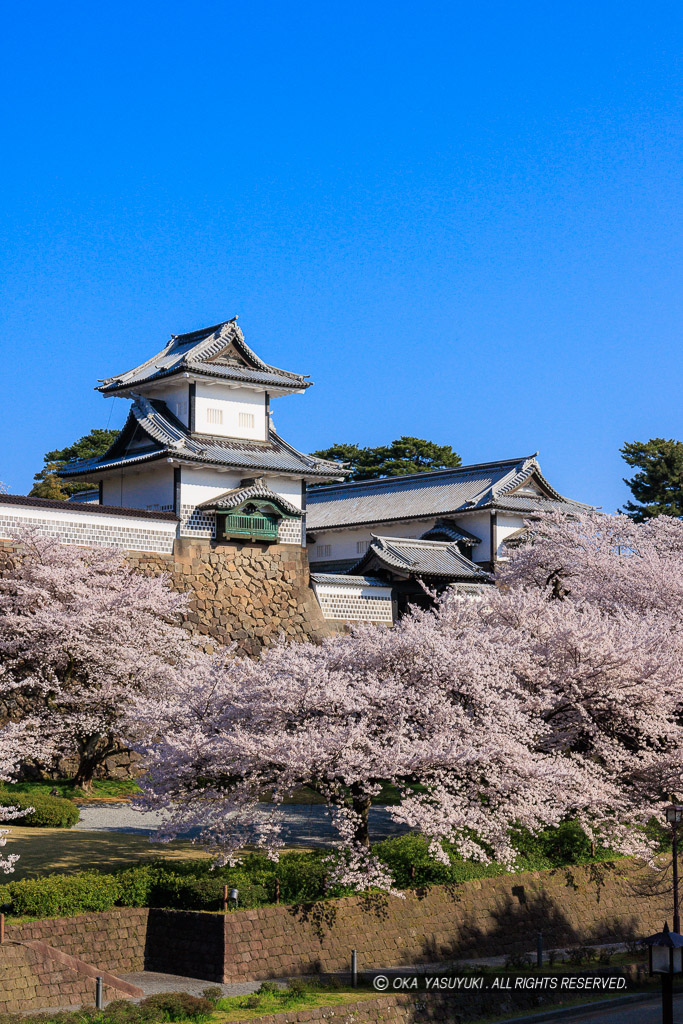 金沢城の桜・石川門・石川櫓