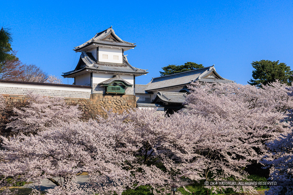 金沢城の桜・石川門・石川櫓