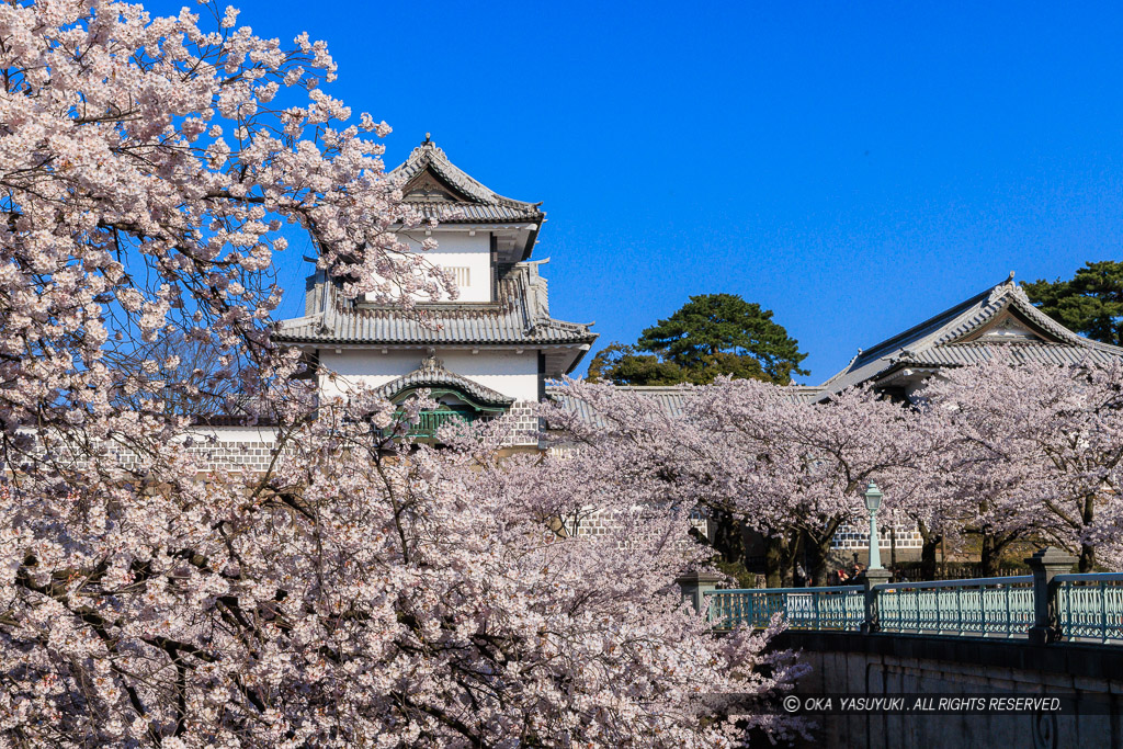 金沢城の桜・石川門・石川櫓