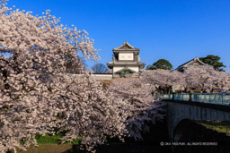 金沢城の桜・石川門・石川櫓｜高解像度画像サイズ：8192 x 5464 pixels｜写真番号：344A0925｜撮影：Canon EOS R5