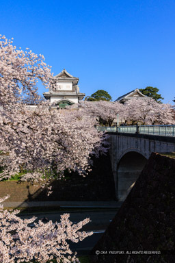 金沢城の桜・石川門・石川櫓｜高解像度画像サイズ：5423 x 8131 pixels｜写真番号：344A0944｜撮影：Canon EOS R5