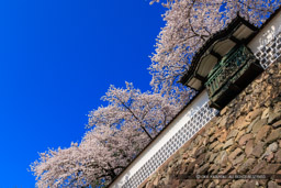 金沢城の桜・土塀と出し（出窓）｜高解像度画像サイズ：8192 x 5464 pixels｜写真番号：344A0964｜撮影：Canon EOS R5