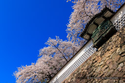 金沢城の桜・土塀と出し（出窓）｜高解像度画像サイズ：8192 x 5464 pixels｜写真番号：344A0964｜撮影：Canon EOS R5
