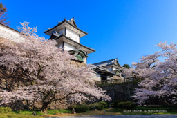 金沢城の桜・石川門・石川櫓｜高解像度画像サイズ：7524 x 5018 pixels｜写真番号：344A0974｜撮影：Canon EOS R5