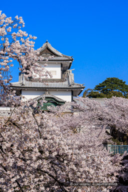 金沢城の桜・石川櫓｜高解像度画像サイズ：5464 x 8192 pixels｜写真番号：344A1001｜撮影：Canon EOS R5