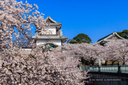 金沢城の桜・石川門・石川櫓｜高解像度画像サイズ：8192 x 5464 pixels｜写真番号：344A1006｜撮影：Canon EOS R5