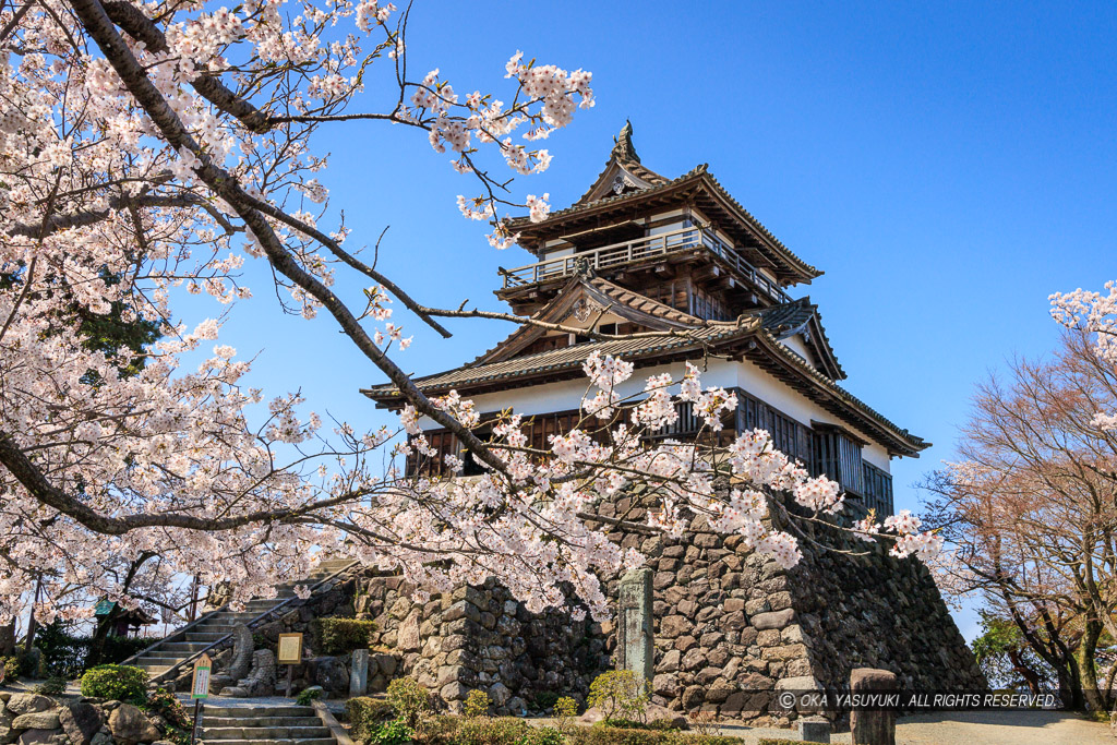 丸岡城の桜・天守東面