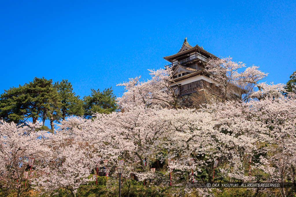 丸岡城の桜