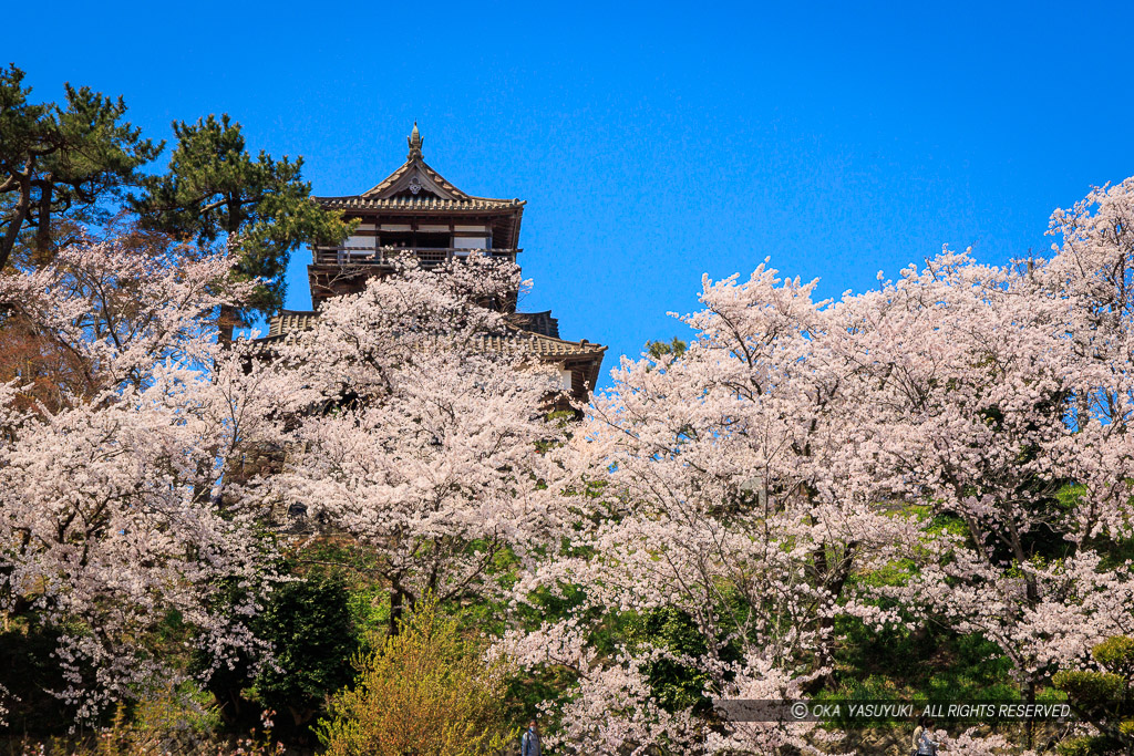 丸岡城の桜・東から