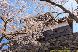 丸岡城の桜・天守西面｜高解像度画像サイズ：8192 x 5464 pixels｜写真番号：344A1062｜撮影：Canon EOS R5