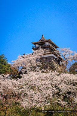 丸岡城の桜・天守｜高解像度画像サイズ：5464 x 8192 pixels｜写真番号：344A1064｜撮影：Canon EOS R5