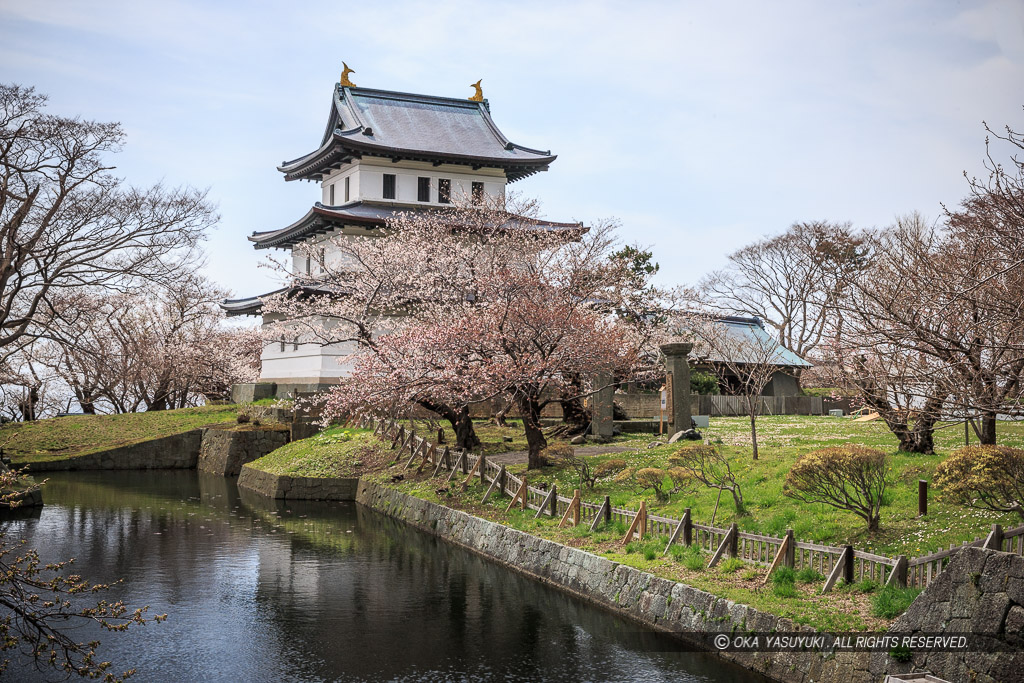 松前城の桜・天守・内堀