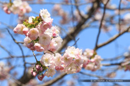 桜｜高解像度画像サイズ：3722 x 2481 pixels｜写真番号：1DX_0106｜撮影：Canon EOS-1D X