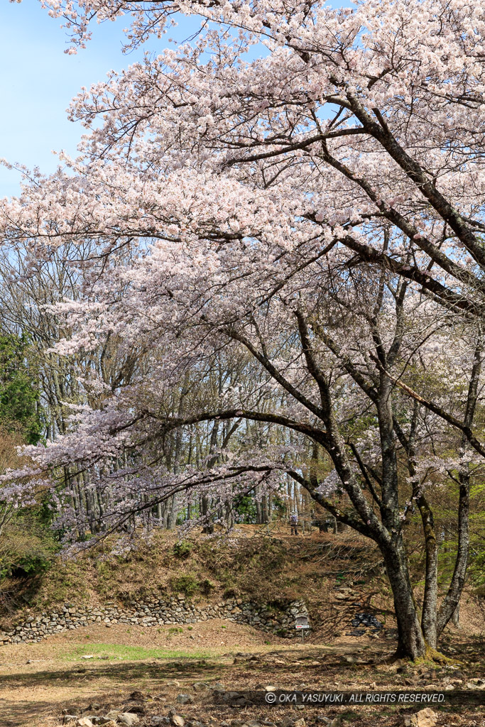 小谷城の桜・大広間と本丸