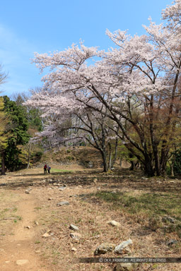 小谷城の桜・大広間と本丸｜高解像度画像サイズ：5348 x 8023 pixels｜写真番号：5DSA5735｜撮影：Canon EOS 5DS