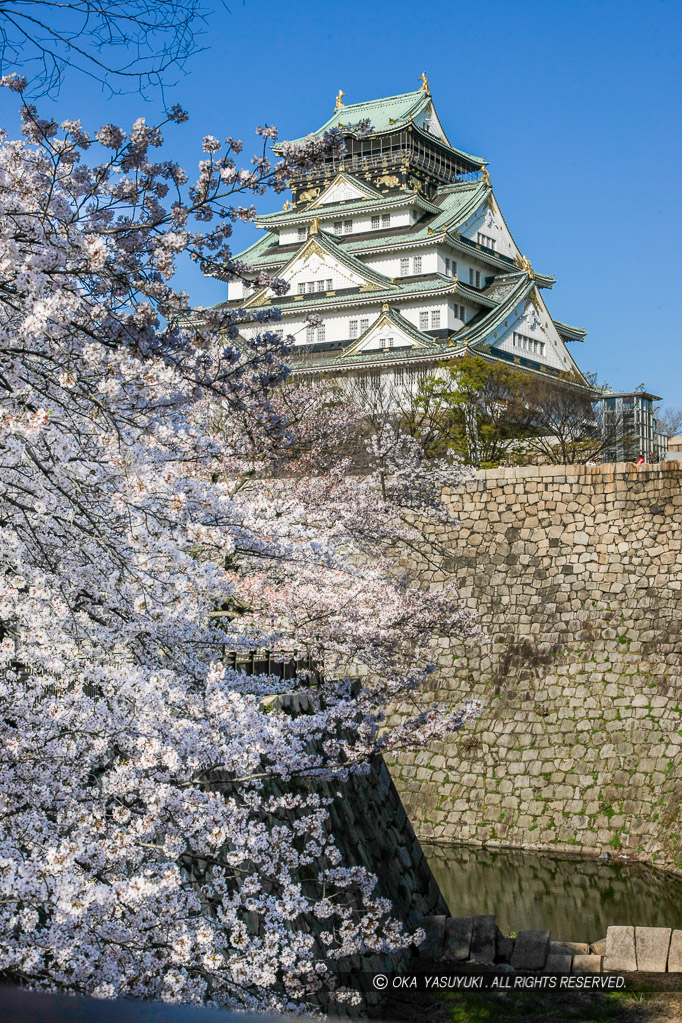 大阪城の桜・西の丸から