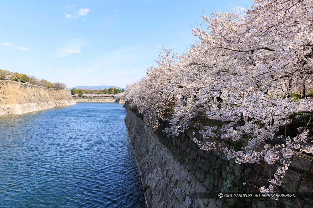 大阪城の桜・南外堀