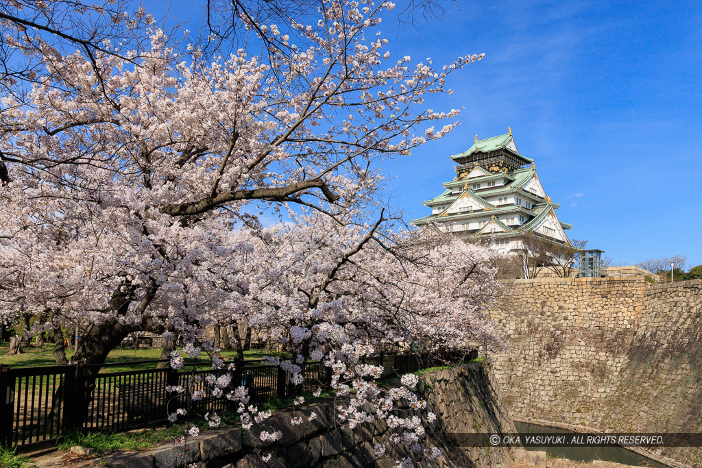 大阪城の桜・西の丸から