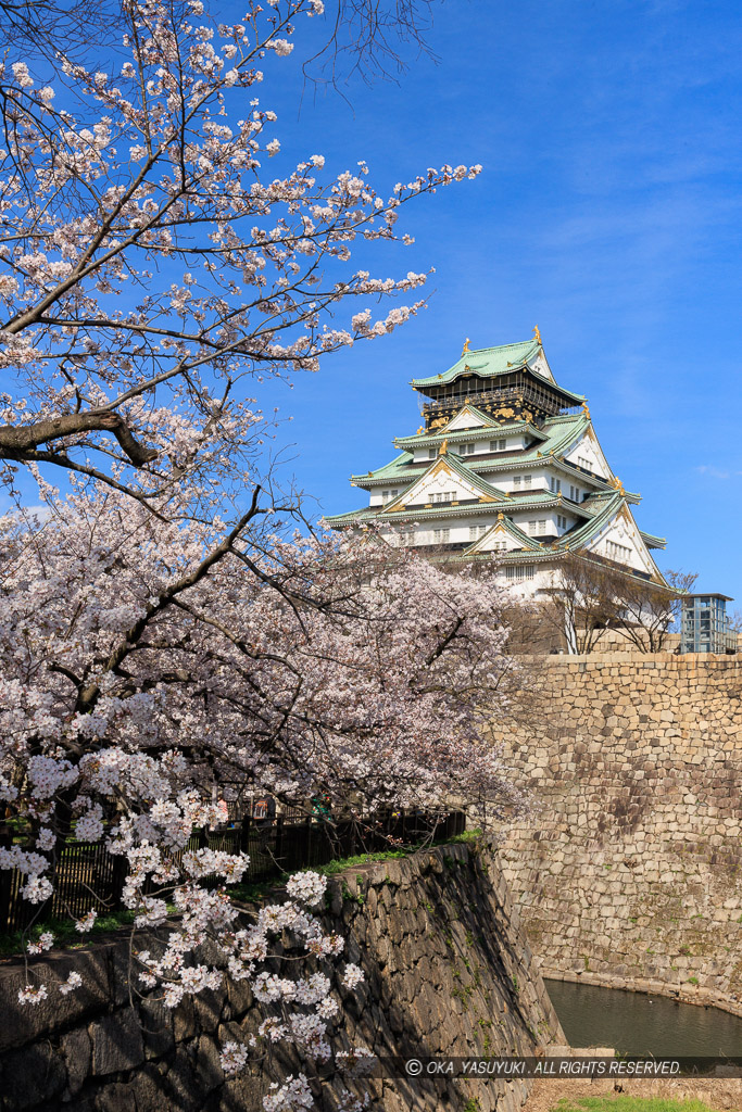 大阪城の桜・西の丸から