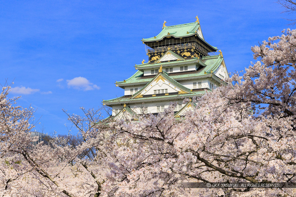 大阪城の桜・西の丸から