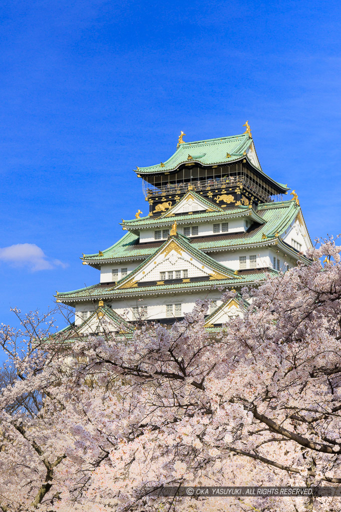 大阪城の桜・西の丸から