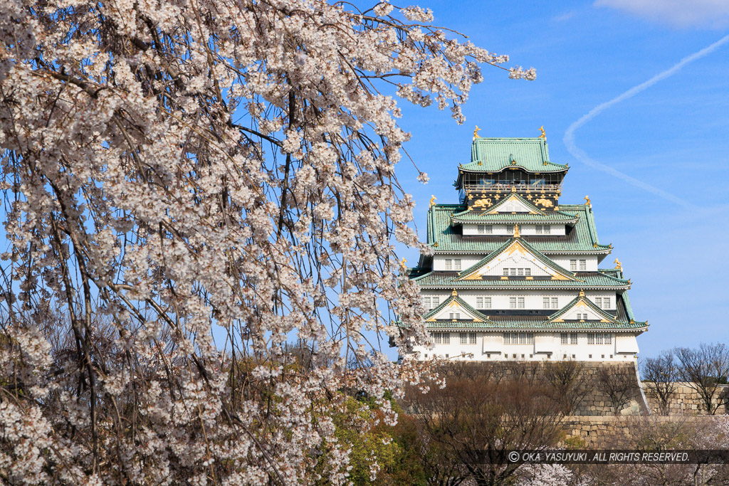 大阪城の桜・西の丸から