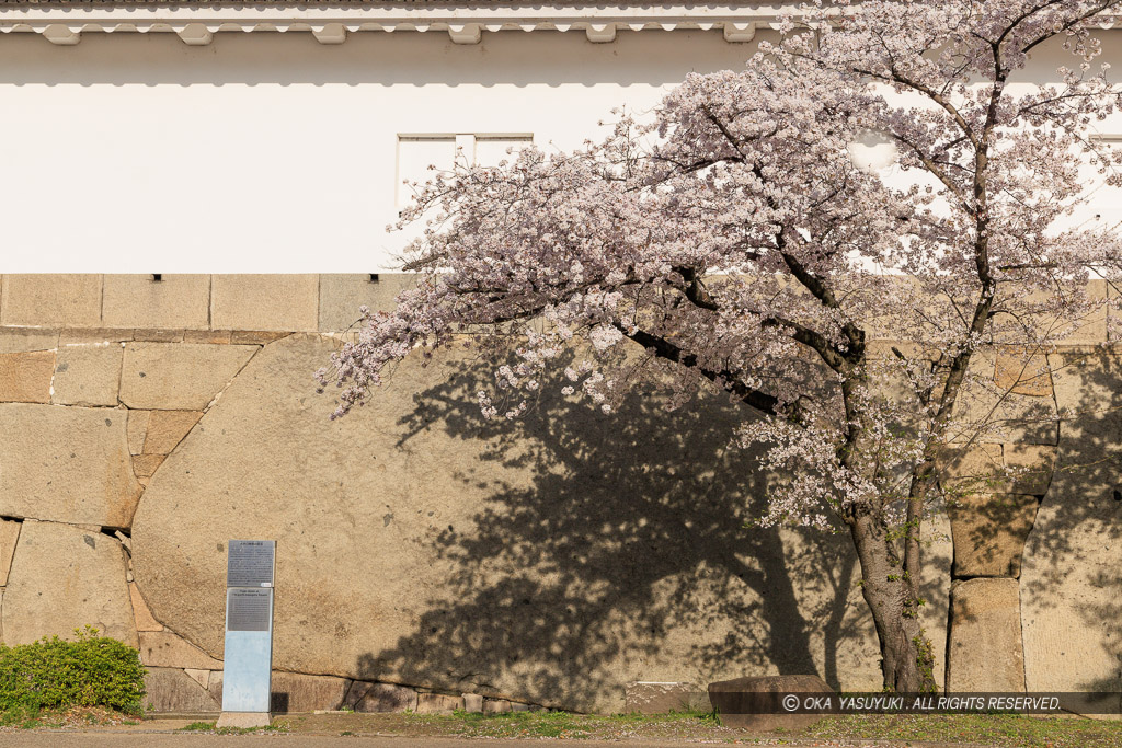 大阪城の桜・大手虎口