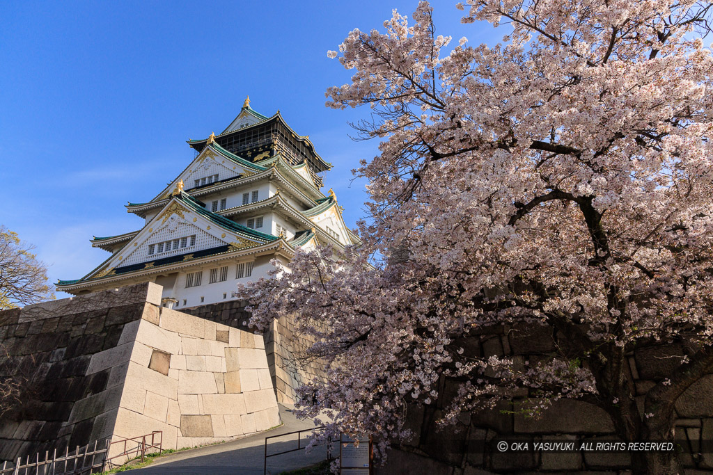 大阪城の桜・本丸北側から