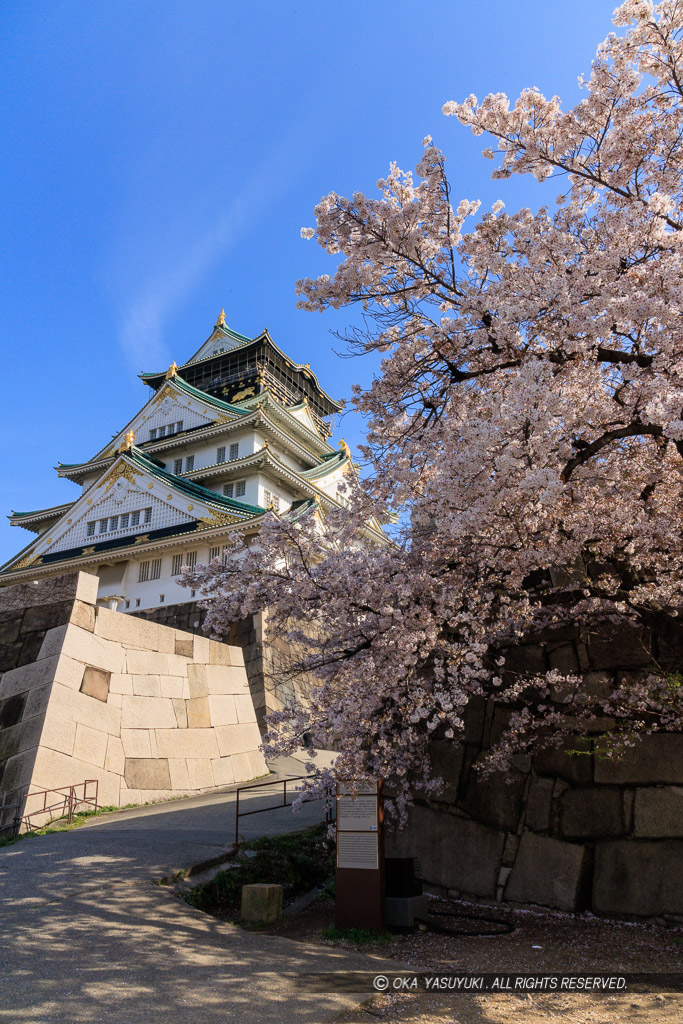 大阪城の桜・本丸北側から