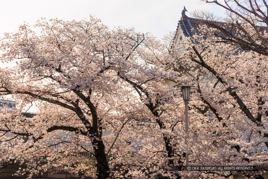 大阪城の桜・大手虎口