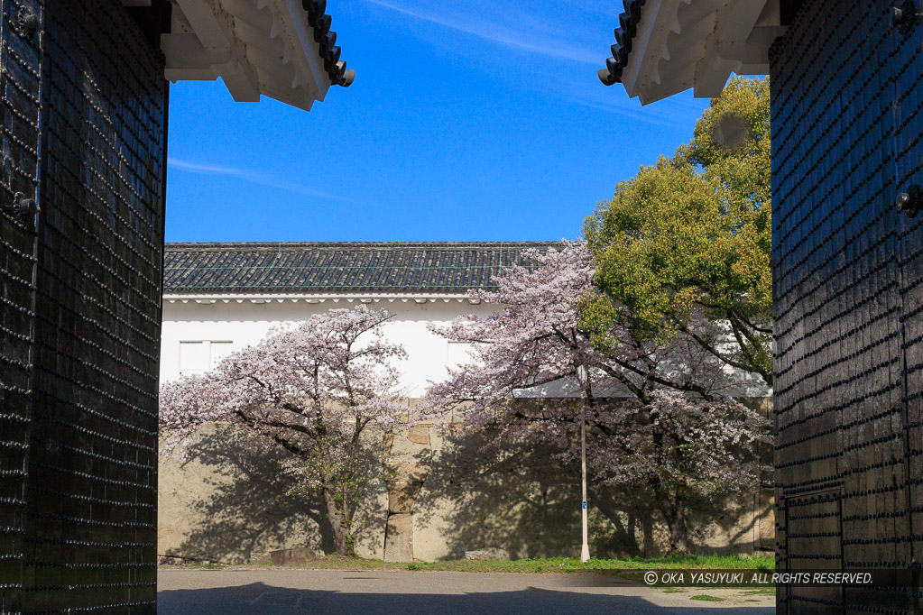 大阪城の桜・大手虎口