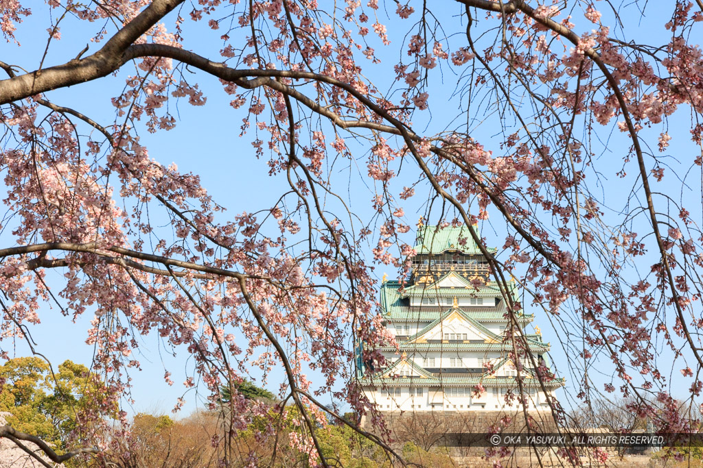 大阪城の桜・西の丸から