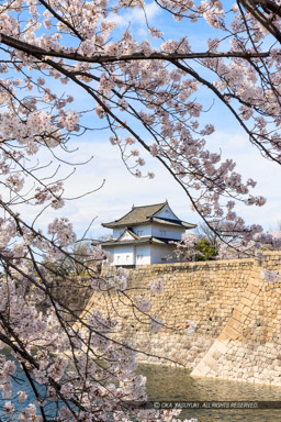 大阪城の桜・六番櫓｜高解像度画像サイズ：5464 x 8192 pixels｜写真番号：344A0701｜撮影：Canon EOS R5