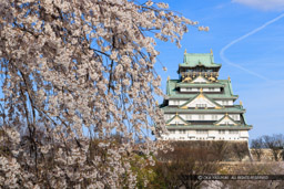 大阪城の桜・西の丸から｜高解像度画像サイズ：8192 x 5464 pixels｜写真番号：344A0814｜撮影：Canon EOS R5