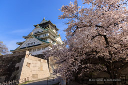 大阪城の桜・本丸北側から｜高解像度画像サイズ：8192 x 5464 pixels｜写真番号：344A0865-Edit｜撮影：Canon EOS R5