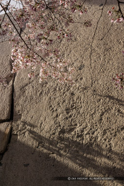 大阪城の桜・大手虎口・刻印｜高解像度画像サイズ：5464 x 8192 pixels｜写真番号：344A0904｜撮影：Canon EOS R5