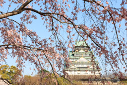 大阪城の桜・西の丸から｜高解像度画像サイズ：8688 x 5792 pixels｜写真番号：5DSA7373｜撮影：Canon EOS 5DS