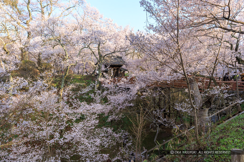 高遠城の桜・問屋門