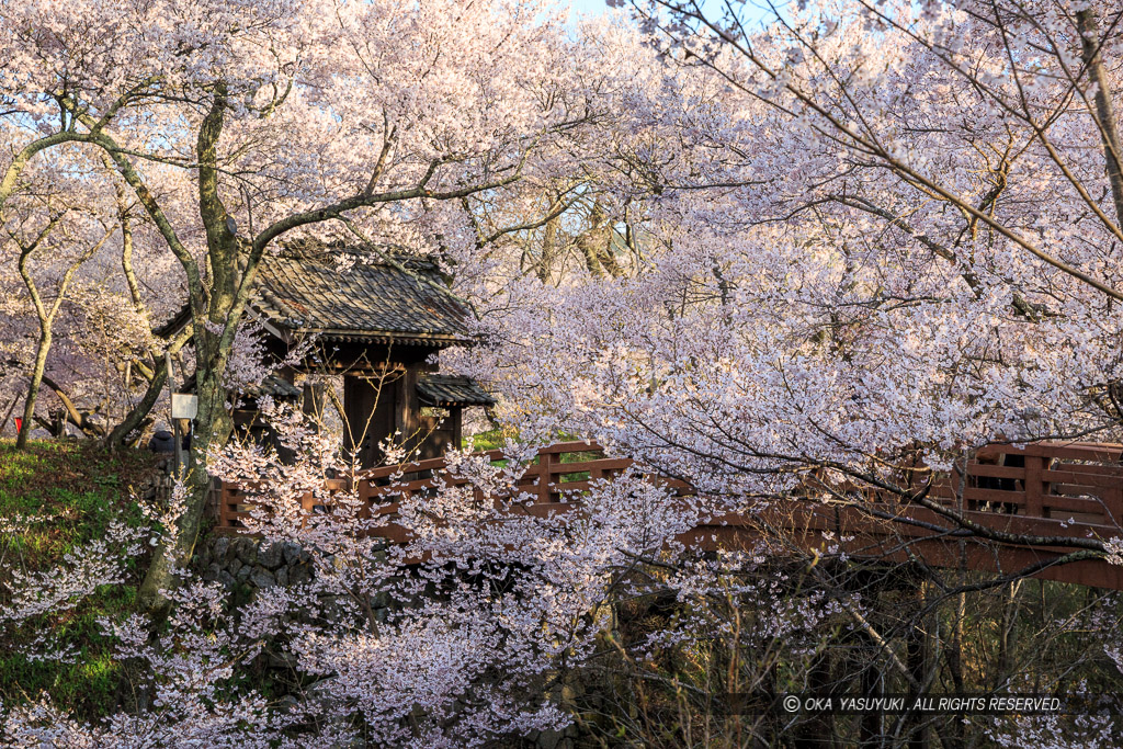 高遠城の桜・問屋門