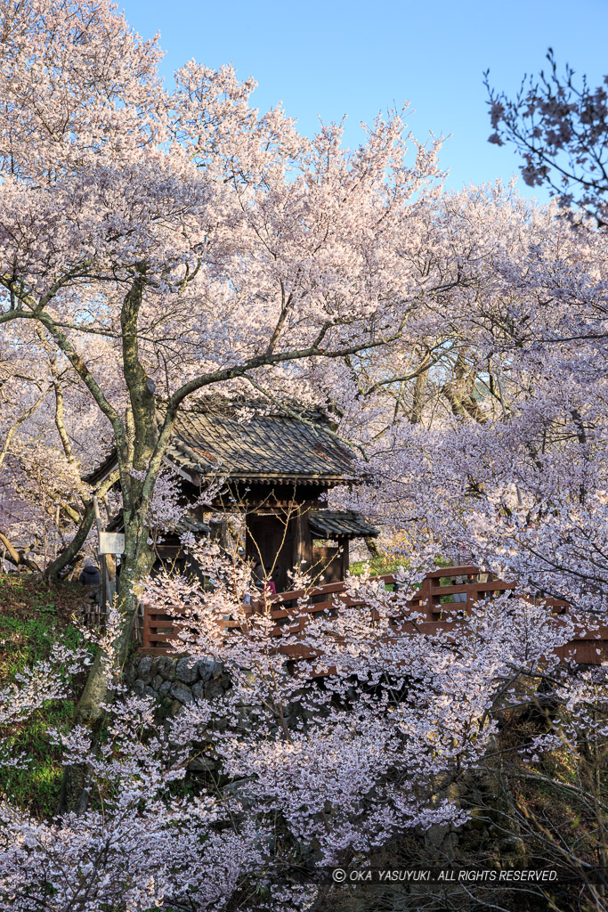 高遠城の桜・問屋門