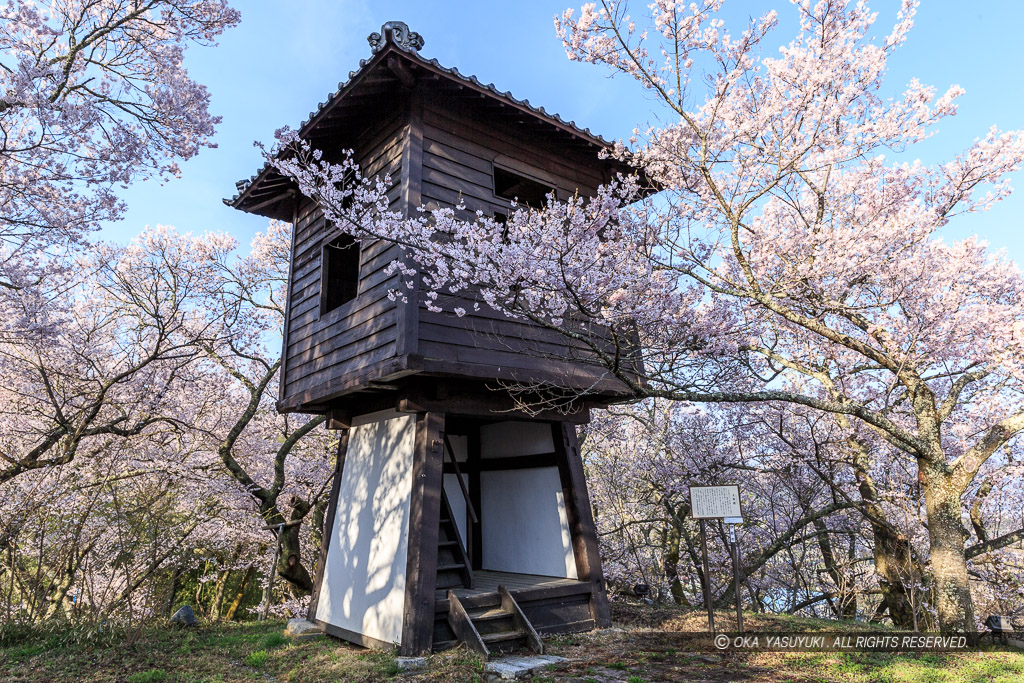 太鼓櫓と桜