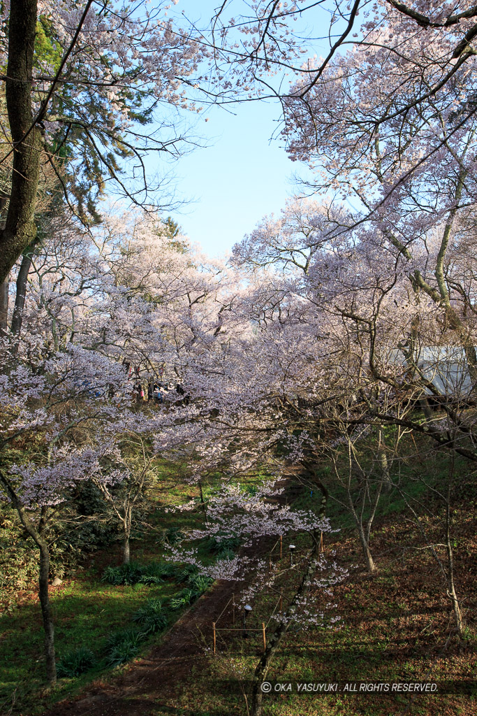 空堀と桜