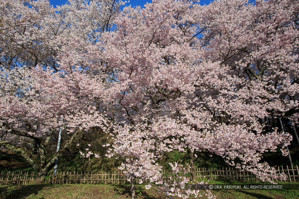 桜