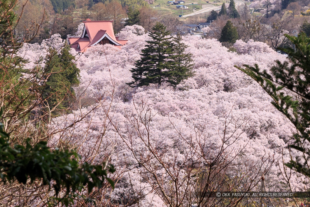 桜に包まれる高遠城遠景（白山観音から望む）