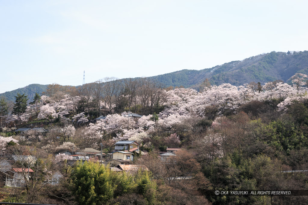 桜に包まれる高遠城遠景