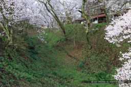 空堀と桜｜高解像度画像サイズ：5184 x 3456 pixels｜写真番号：1DX_7990｜撮影：Canon EOS-1D X