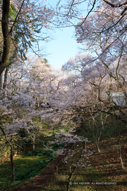 空堀と桜｜高解像度画像サイズ：3456 x 5184 pixels｜写真番号：1DX_8169｜撮影：Canon EOS-1D X