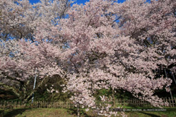 桜｜高解像度画像サイズ：5110 x 3399 pixels｜写真番号：1DX_8172｜撮影：Canon EOS-1D X