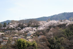 桜に包まれる高遠城遠景｜高解像度画像サイズ：5184 x 3456 pixels｜写真番号：1DX_8257｜撮影：Canon EOS-1D X